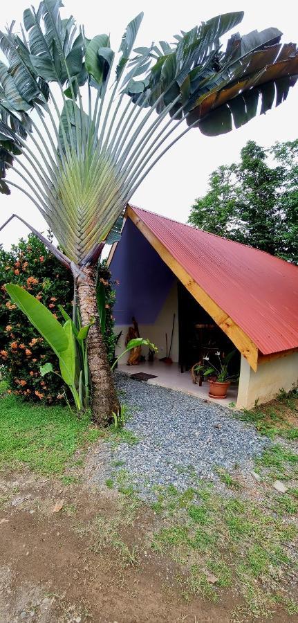 Ballena Oasis Homes & Glamping ウビタ エクステリア 写真