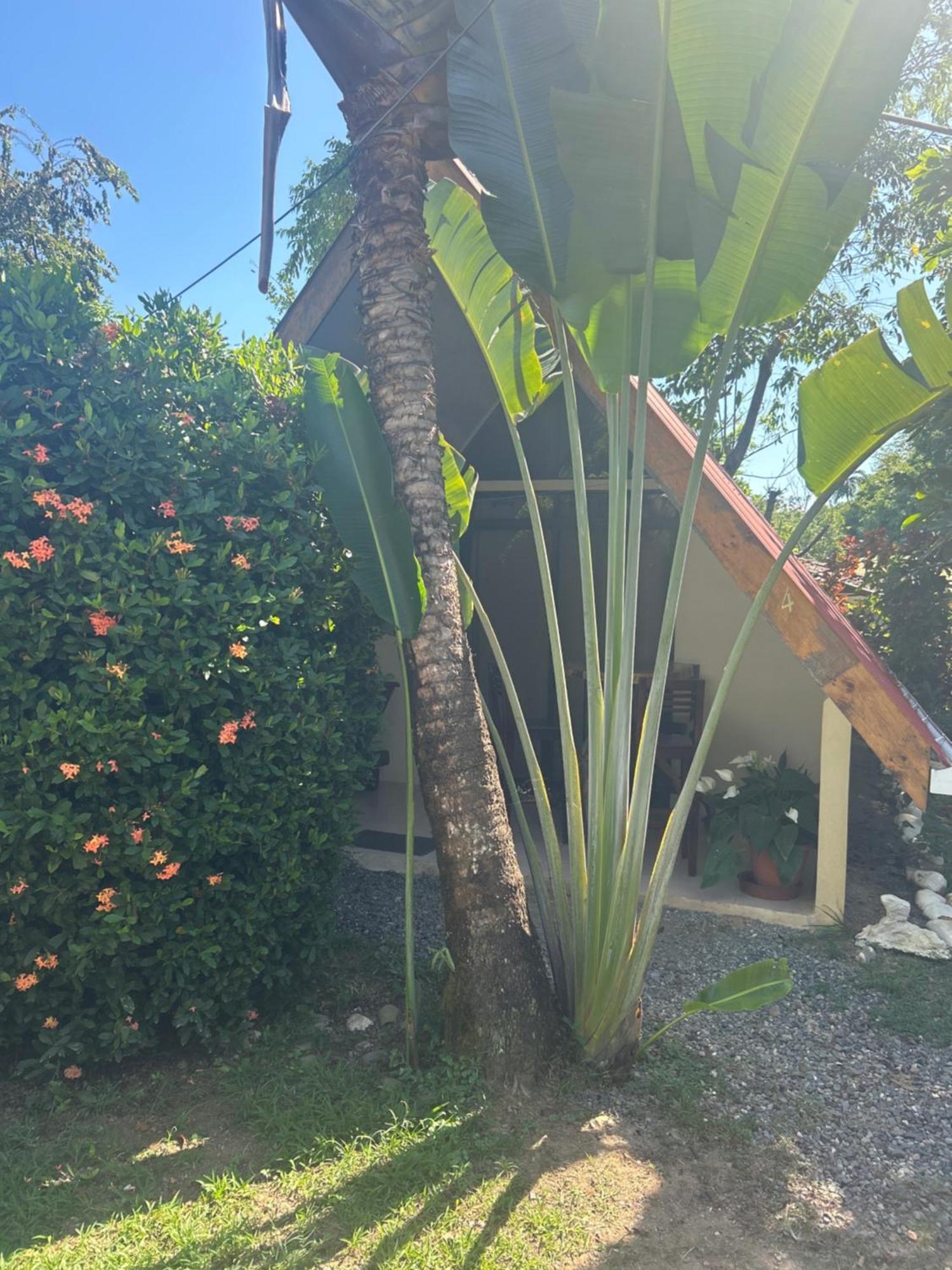 Ballena Oasis Homes & Glamping ウビタ エクステリア 写真